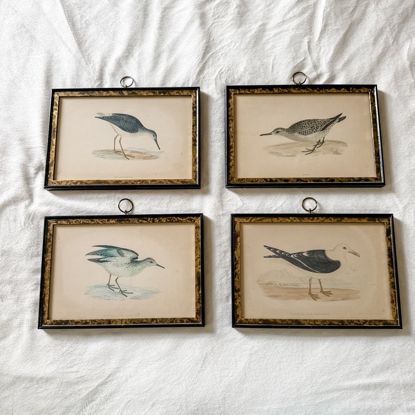 Highly Collectible Framed Antique Alexander Francis Lydon Antique Bird Prints