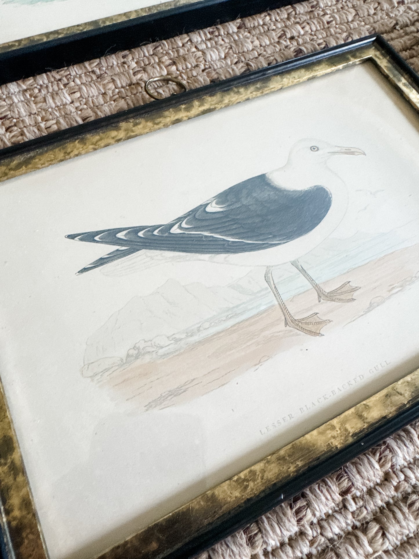 Highly Collectible Framed Antique Alexander Francis Lydon Antique Bird Prints
